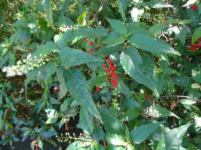 Rivina humilis