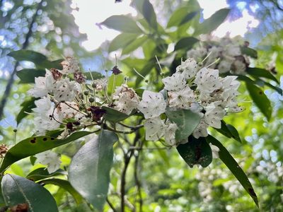 Kalmia latifolia, photographed by Kathy Daniel