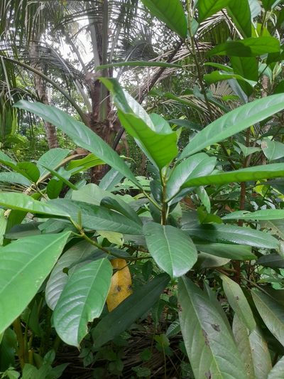 Ficus callosa, photographed by Haneesh K M