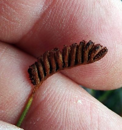 Microschizaea fistulosa, photographed by Peter de Lange