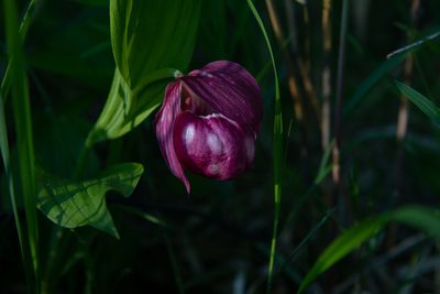 Cypripedium macranthos, photographed by Нурхайдарова Татьяна