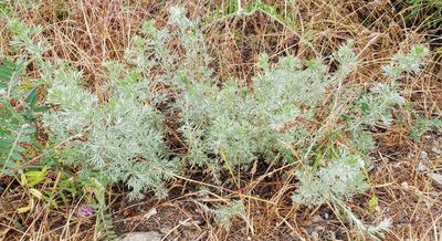 Artemisia frigida, photographed by machaut2