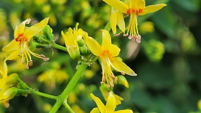 Koelreuteria paniculata, photographed by Juan José de Haro