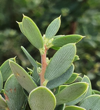 Monotoca elliptica, photographed by ronavery