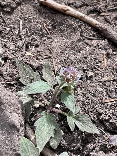 Phacelia hydrophylloides, photographed by Max Miley