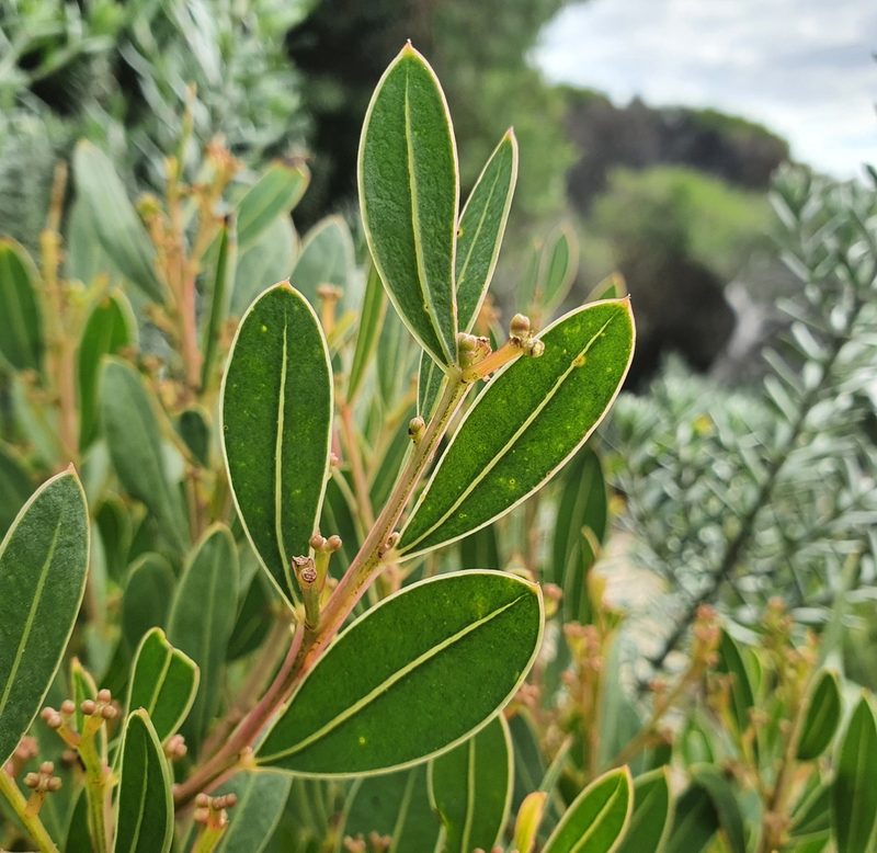 Acacia myrtifolia, photographed by ronavery