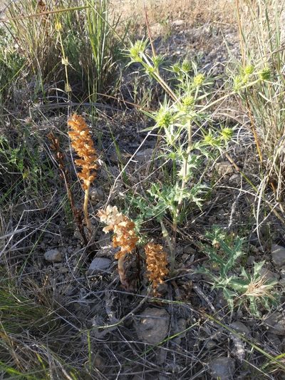 Orobanche amethystea, photographed by Tim Johnson