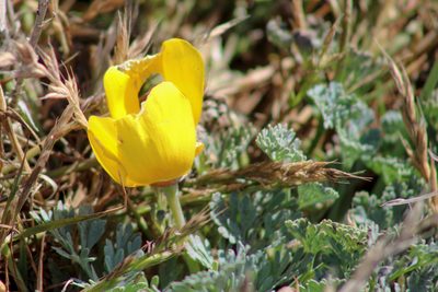Eschscholzia californica, photographed by Wendy St. John