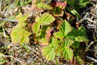 Rubus ursinus, photographed by Wendy St. John