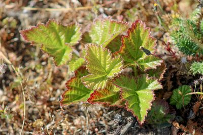 Rubus ursinus, photographed by Wendy St. John