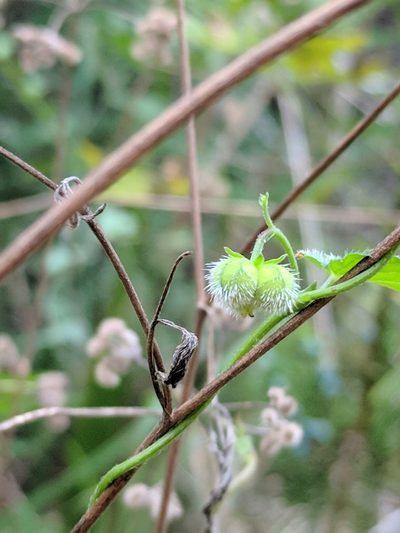 Tragia brevispica, photographed by Alison Northup