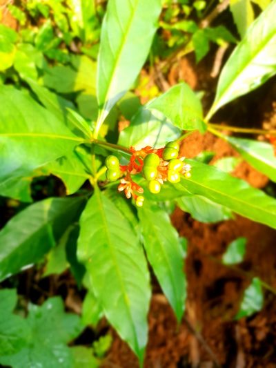 Rauvolfia serpentina, photographed by Haneesh K M
