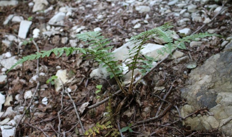 Polystichum braunii, photographed by Юрий Данилевский (Yuriy Danilevsky)