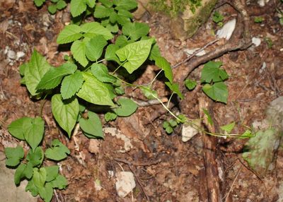 Calystegia silvatica, photographed by Юрий Данилевский (Yuriy Danilevsky)