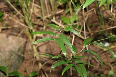 Geitonoplesium cymosum, photographed by Greg Tasney