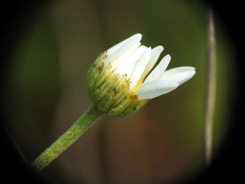 Anthemis maritima, photographed by Yves Bas