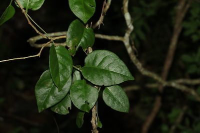 Anredera cordifolia, photographed by Greg Tasney