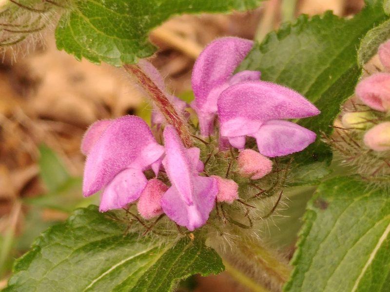 Phlomis herba-venti, photographed by Yves Bas