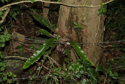 Asplenium australasicum, photographed by Greg Tasney