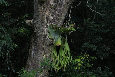 Platycerium superbum, photographed by Greg Tasney