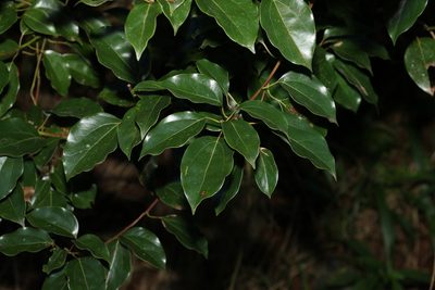 Cinnamomum camphora, photographed by Greg Tasney