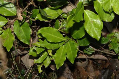 Embelia australiana, photographed by Greg Tasney