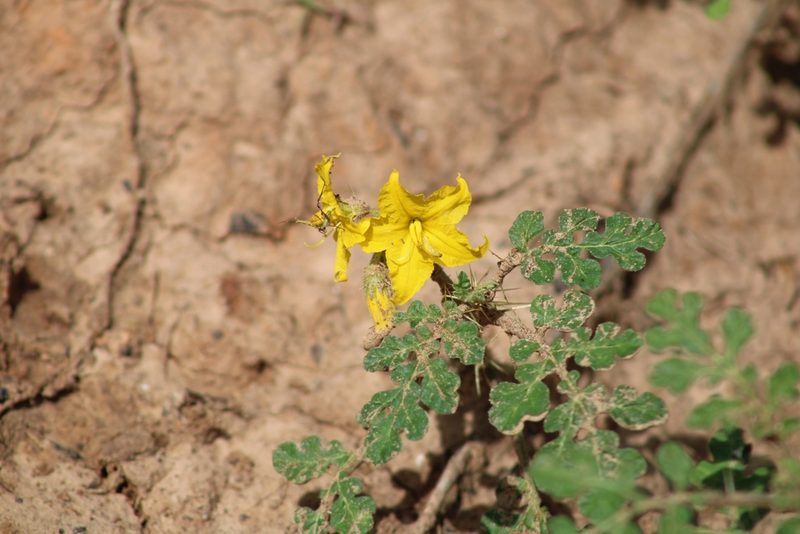 Solanum rostratum, photographed by izzykracken