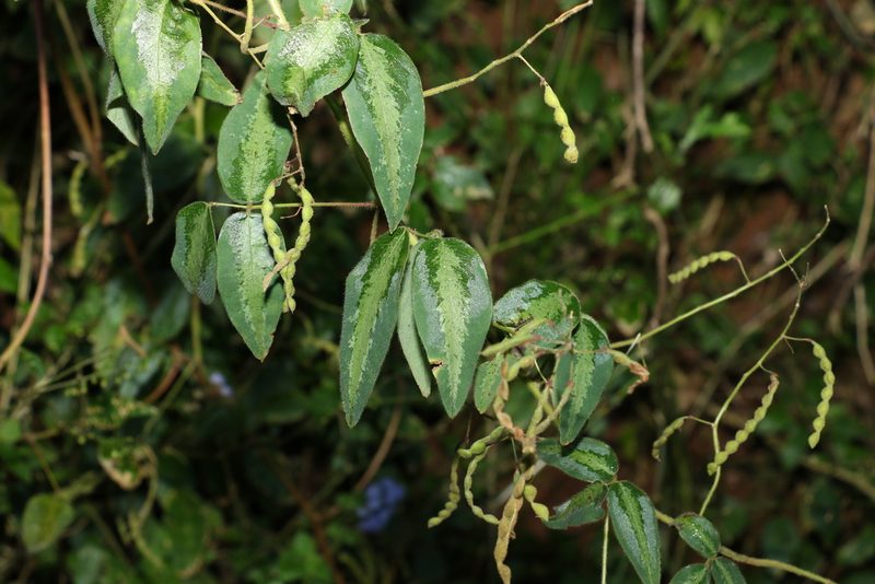 Desmodium uncinatum, photographed by Greg Tasney