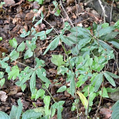 Euphorbia dulcis, photographed by Petr Harant
