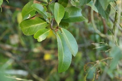 Elaeodendron australe, photographed by Greg Tasney