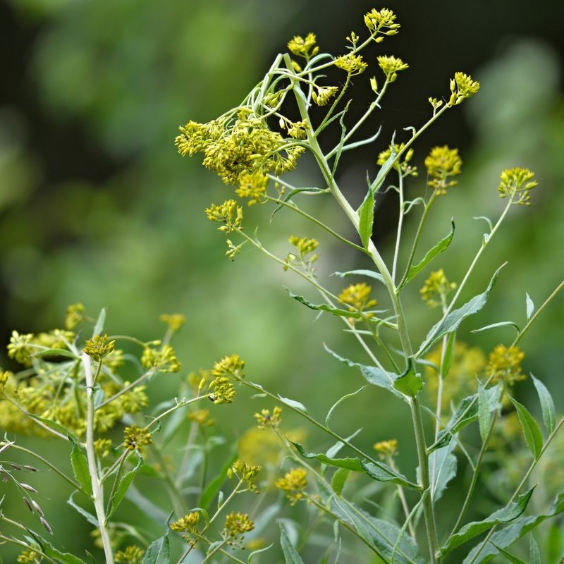 Sisymbrium strictissimum, photographed by Petr Harant