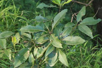 Lophostemon confertus, photographed by Greg Tasney