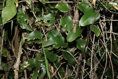 Smilax australis, photographed by Greg Tasney