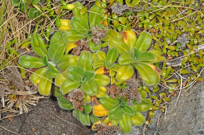Myosotis rakiura, photographed by Pieter Pelser