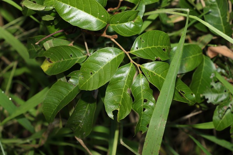 Arytera foveolata, photographed by Greg Tasney