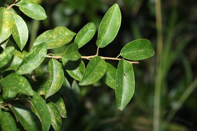 Maclura cochinchinensis, photographed by Greg Tasney