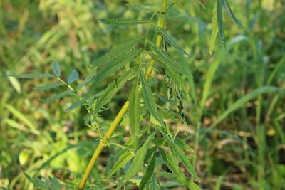 Tagetes minuta, photographed by Greg Tasney