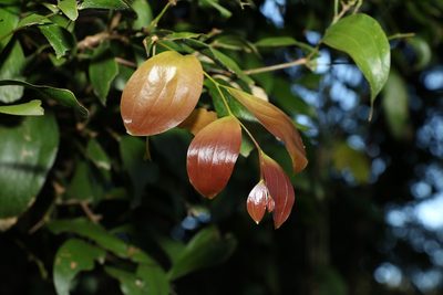 Acacia bakeri, photographed by Greg Tasney