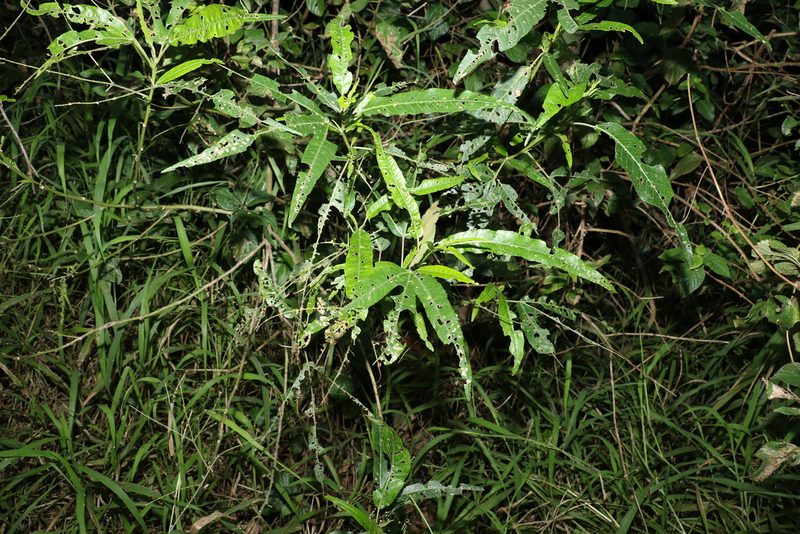Sabdariffa heterophylla, photographed by Greg Tasney