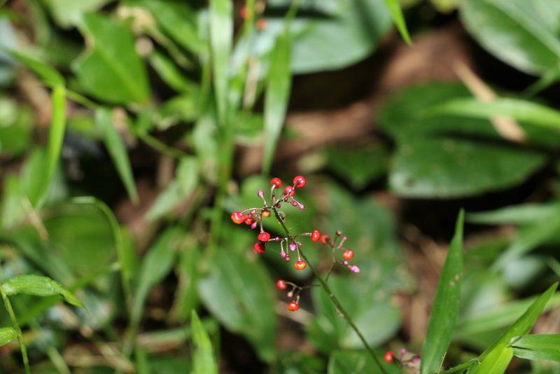Talinum paniculatum, photographed by Greg Tasney
