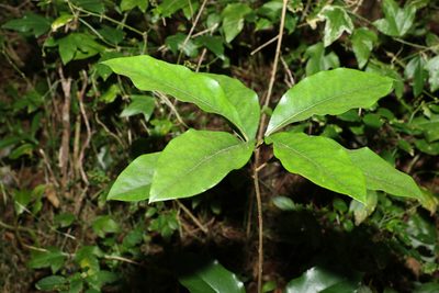 Pittosporum revolutum, photographed by Greg Tasney