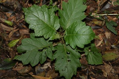Solanum chrysotrichum, photographed by Greg Tasney