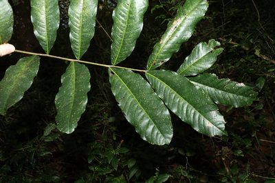 Harpullia hillii, photographed by Greg Tasney