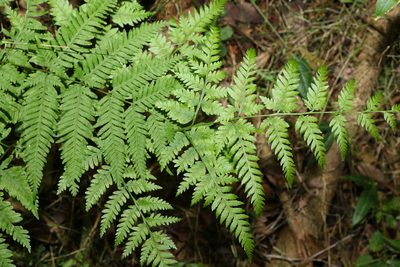 Pteris tremula, photographed by Greg Tasney