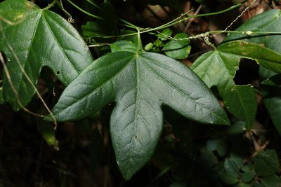 Passiflora suberosa, photographed by Greg Tasney