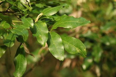 Toechima tenax, photographed by Greg Tasney