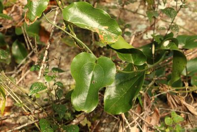 Smilax australis, photographed by Greg Tasney