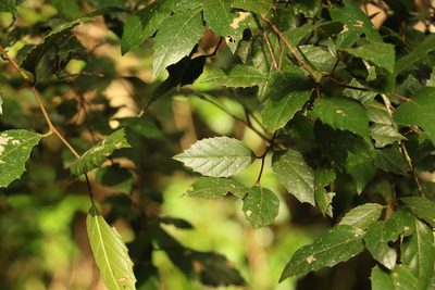 Aphananthe philippinensis, photographed by Greg Tasney