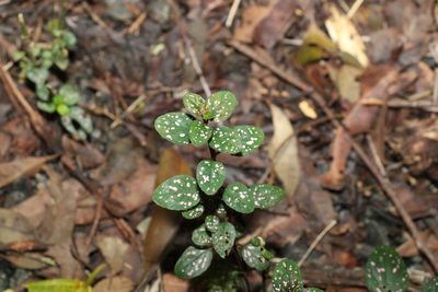 Hypoestes phyllostachya, photographed by Greg Tasney
