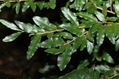 Ochna serrulata, photographed by Greg Tasney